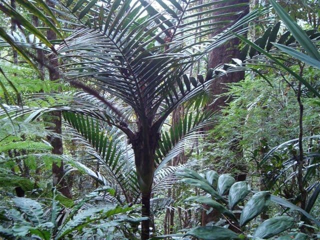 Burretiokentia 5