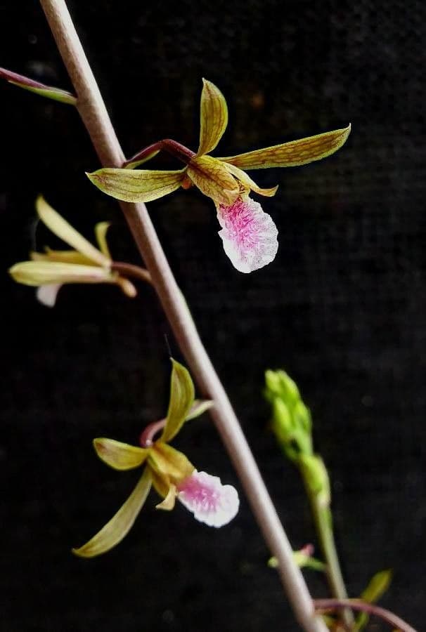 Eulophia 5