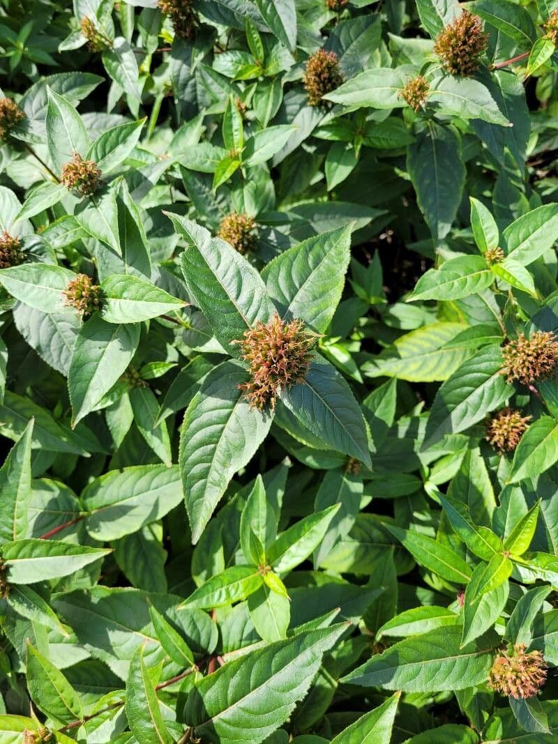 Busch-Honeysuckle