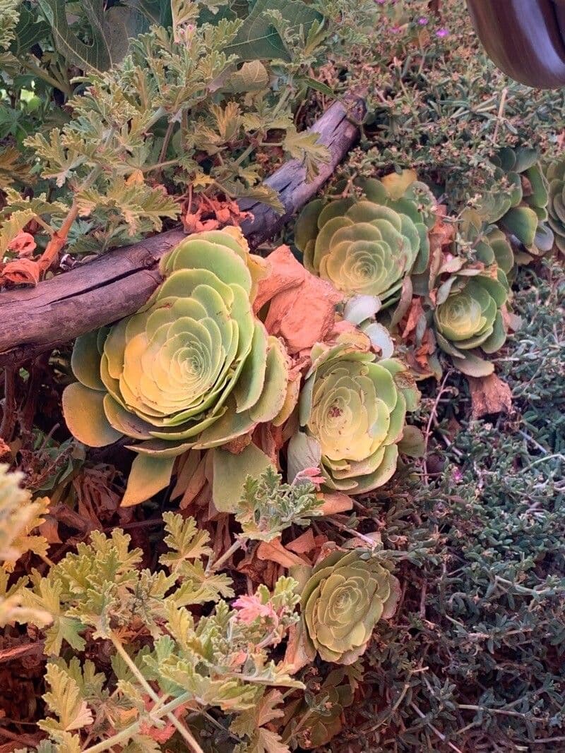Aeonium lancerottense 10