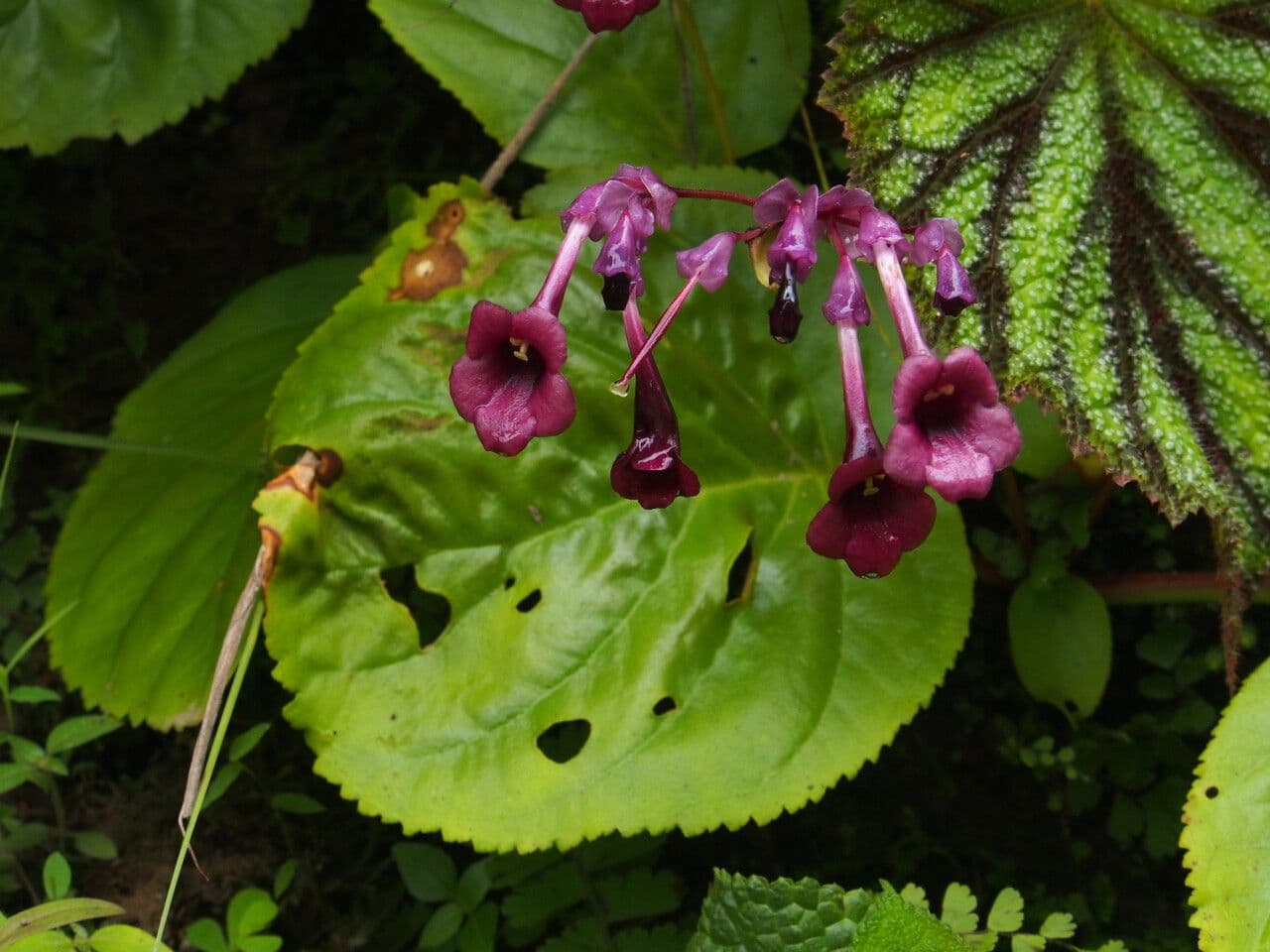 Didymocarpus 11