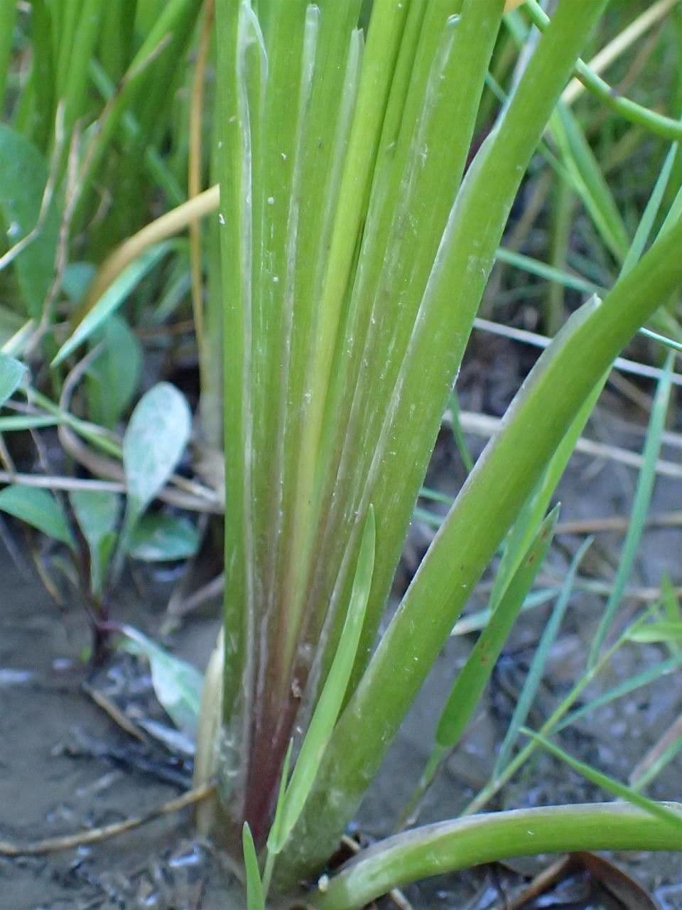 Giuncastrello palustre 19