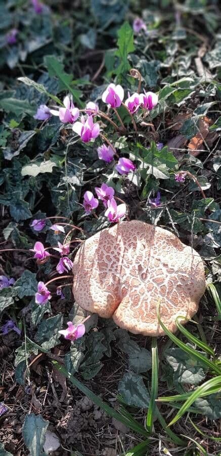Eastern sowbread