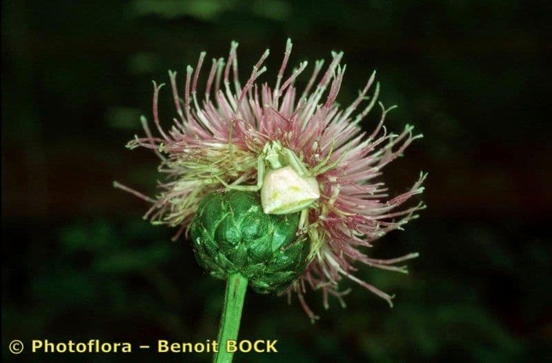 Klasea lycofolia 4