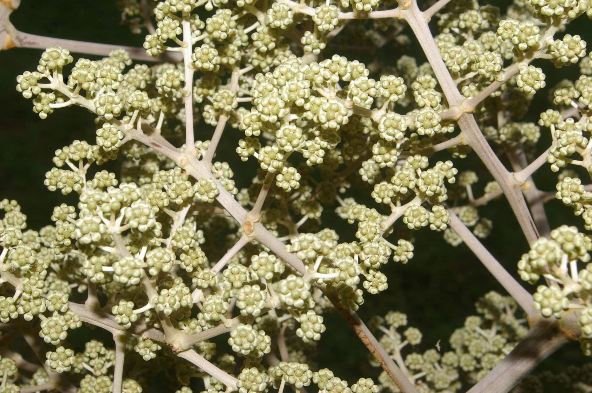 Yagrumo macho 21