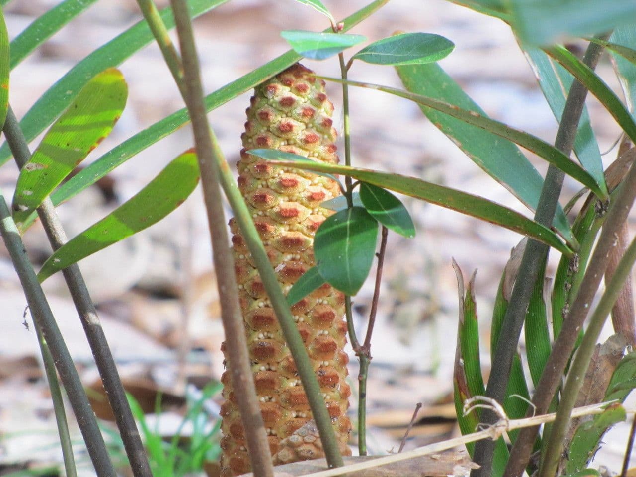 Zamia 5