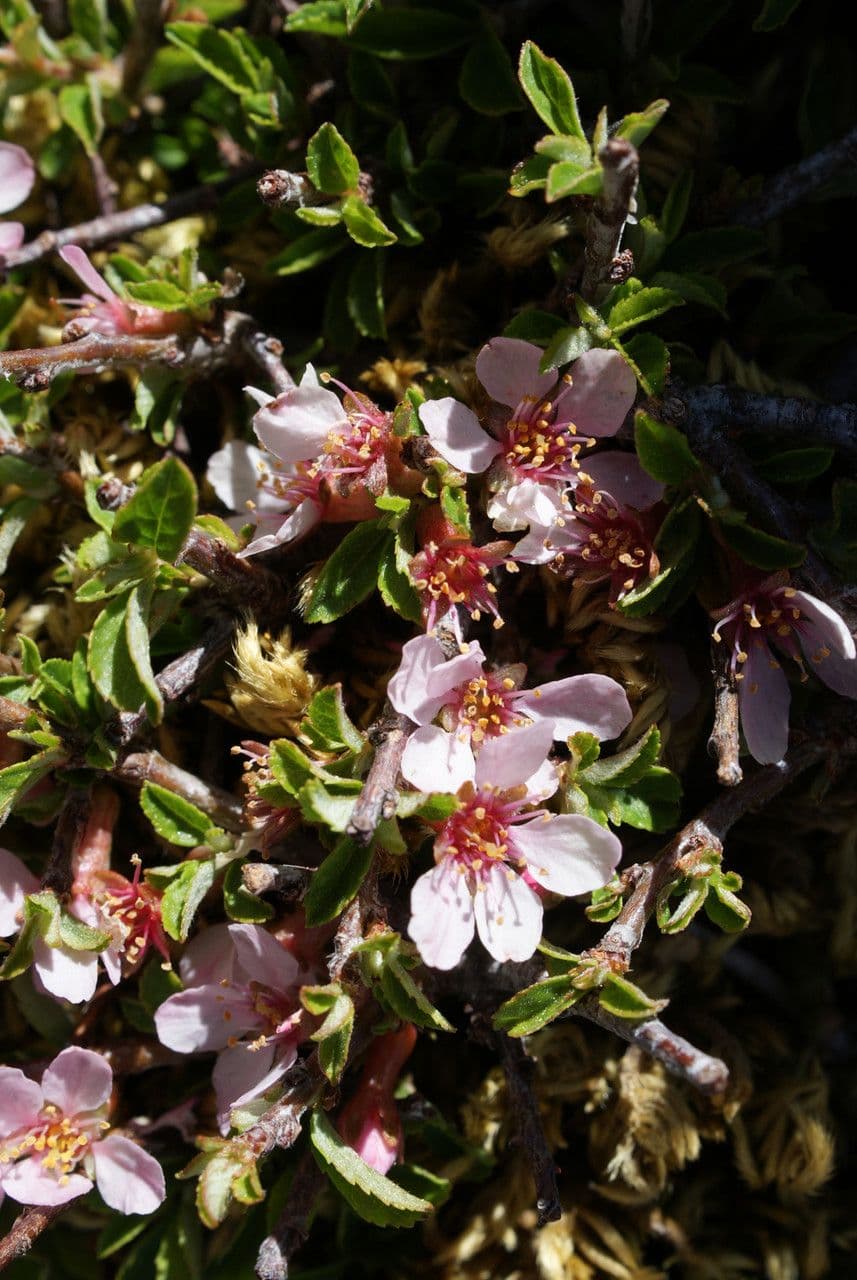 Cerisier 29