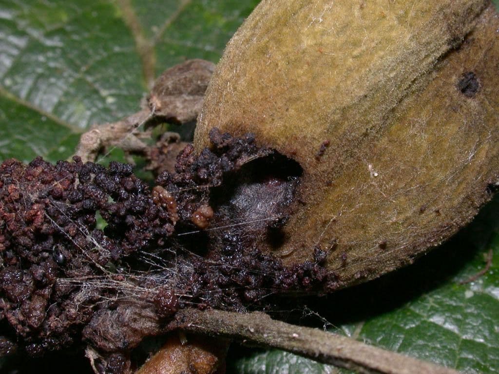 Dichapetalum 16