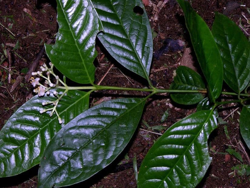 Chione venosa 19