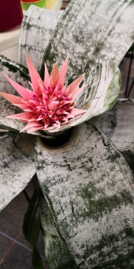 Aechmea 24