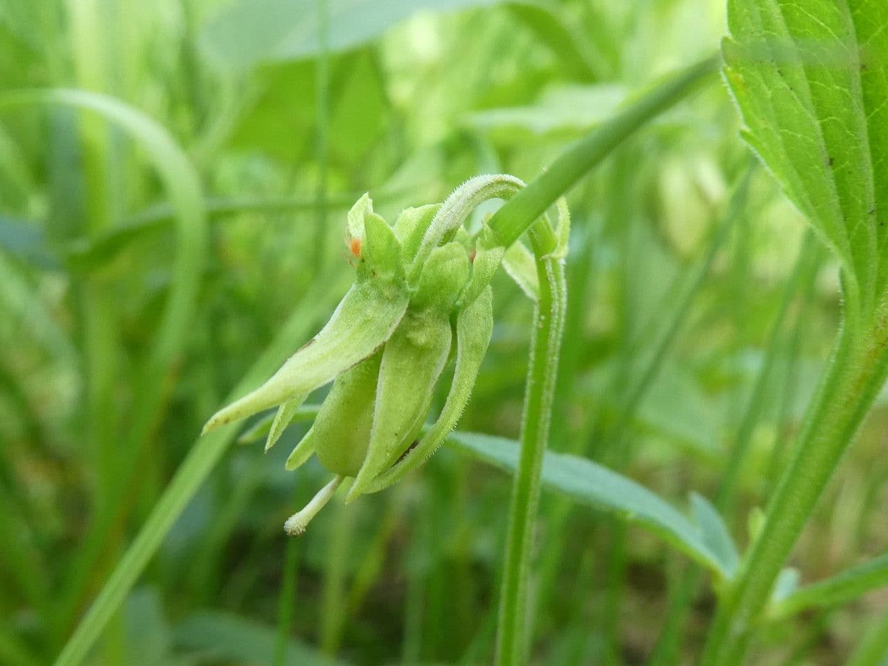 Viola elatior