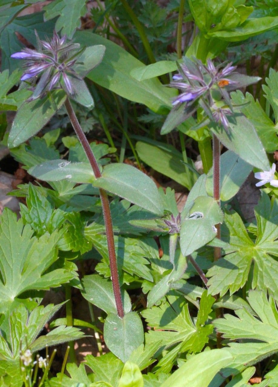 Flox divaricata 8