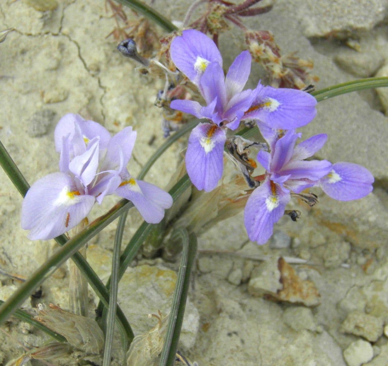 Tulipano blu 4