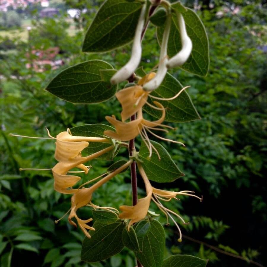 Wald-Geißblatt 8