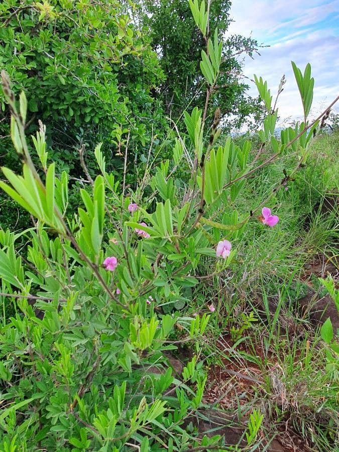 Tephrosia 9