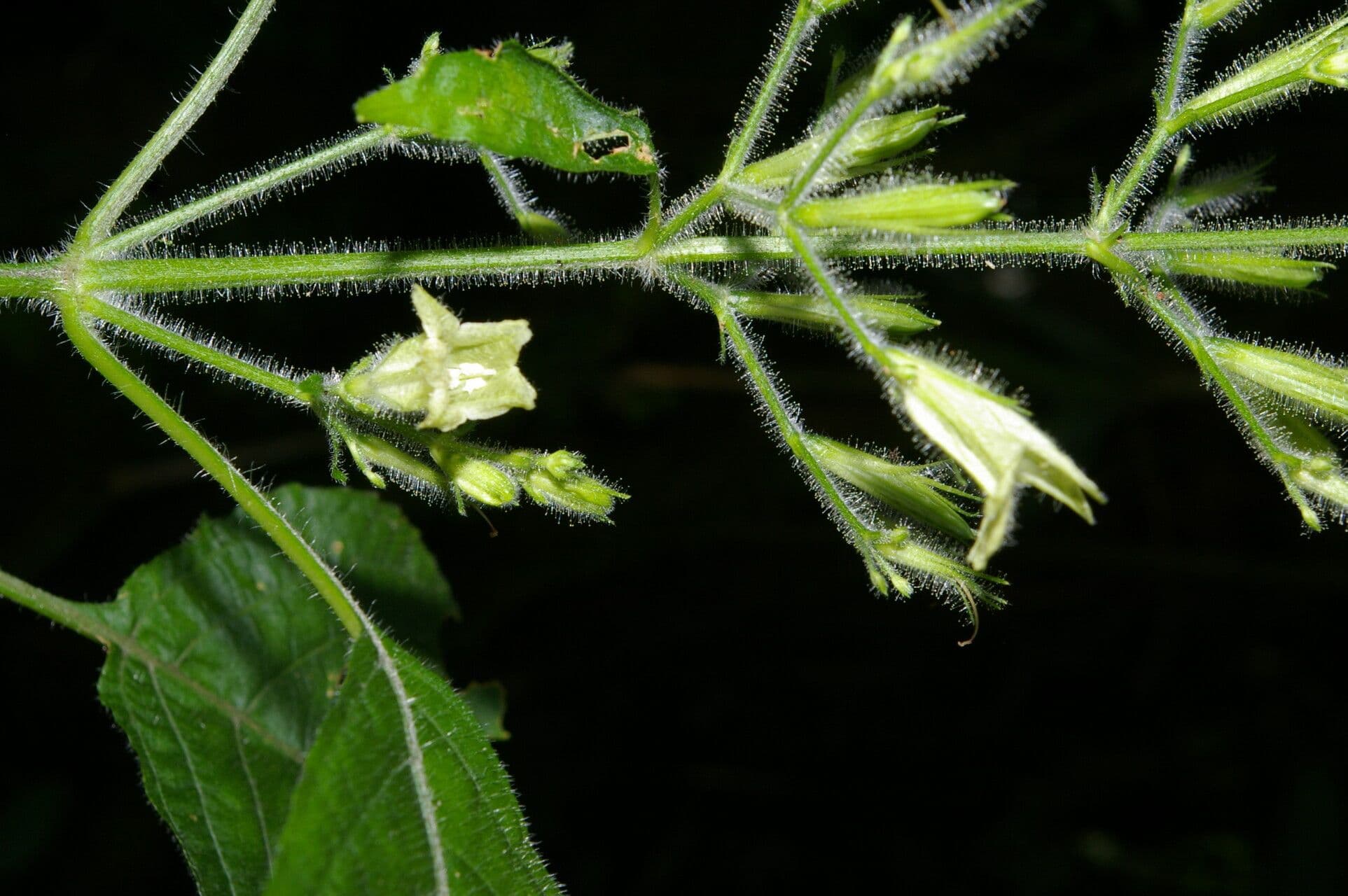 Ruellia