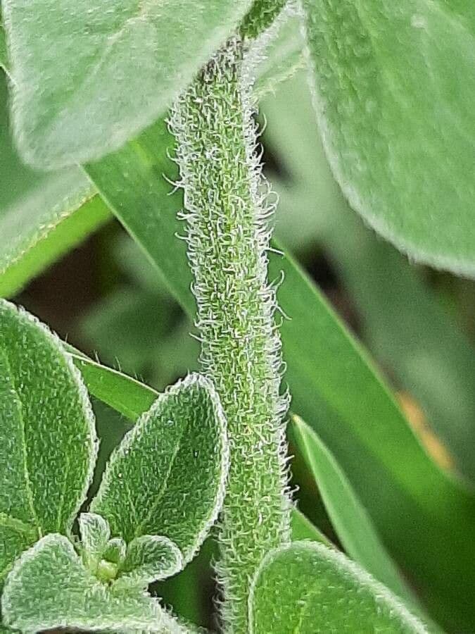 Salpichroa origanifolia 22