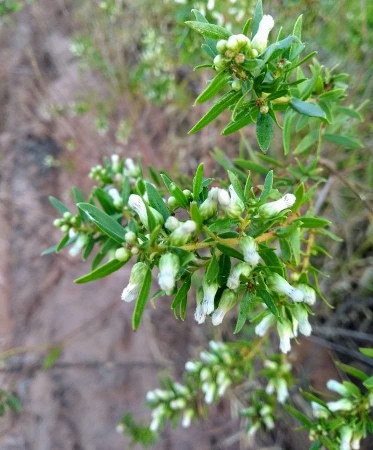 Baccharis dracunculifolia 5