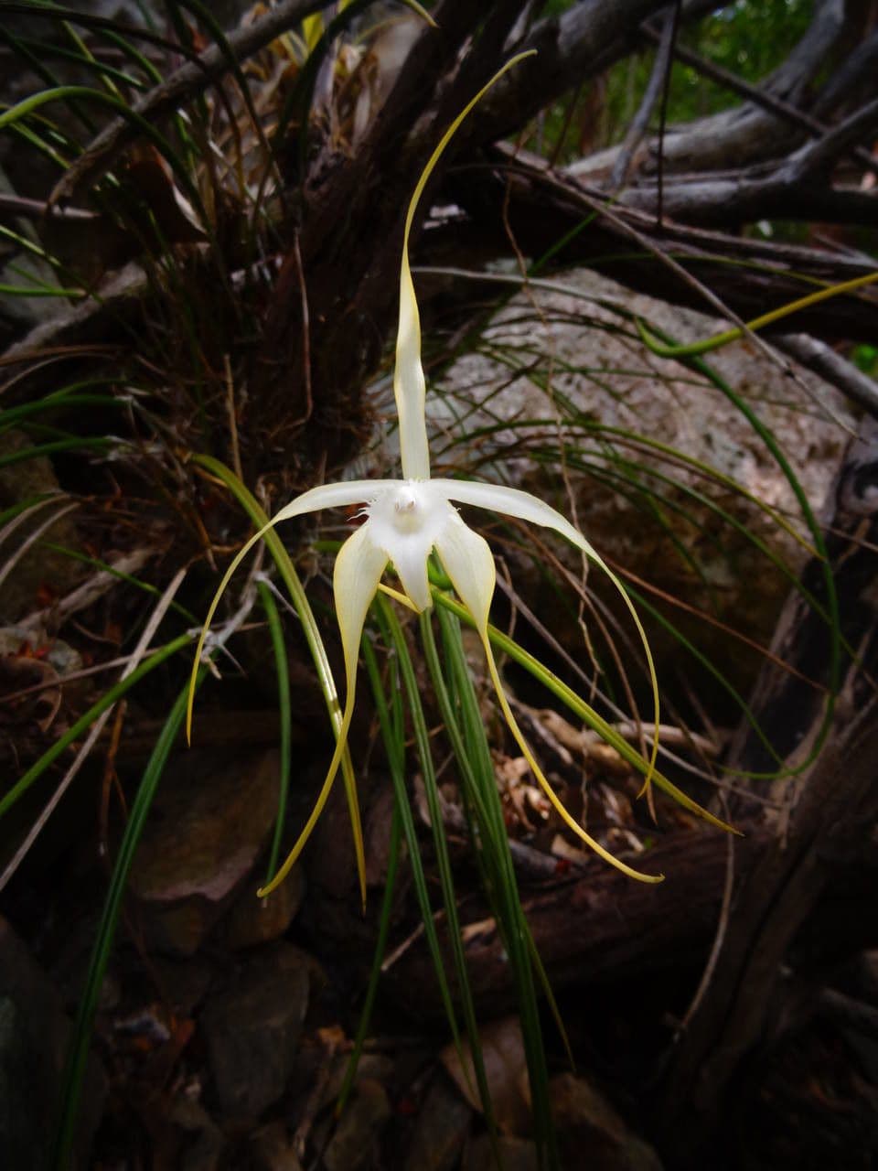 Brassavola 13