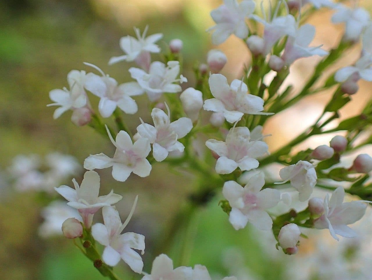 Valeriana trifogliata 9