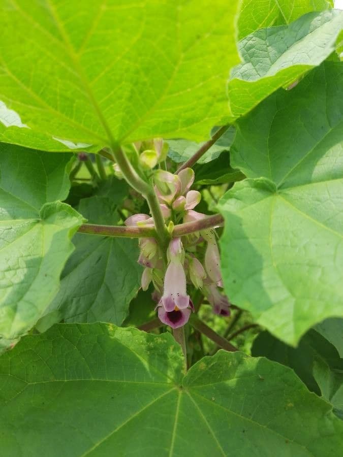 Martynia annua 6
