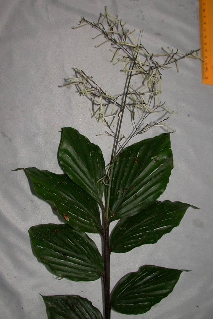 Pharus 24