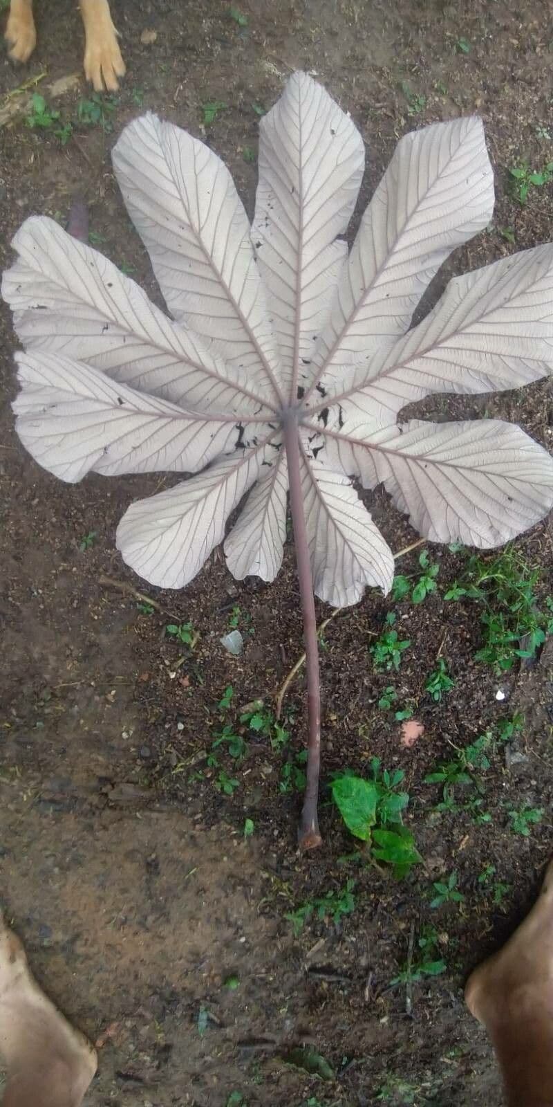 Cecropia 9