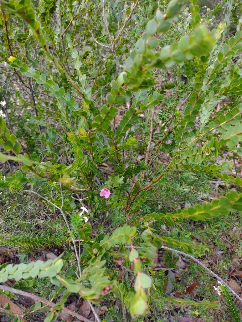 Boronia aserrada 7