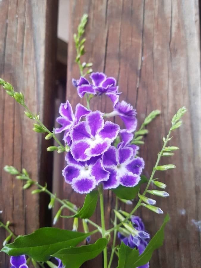 Duranta erecta 6