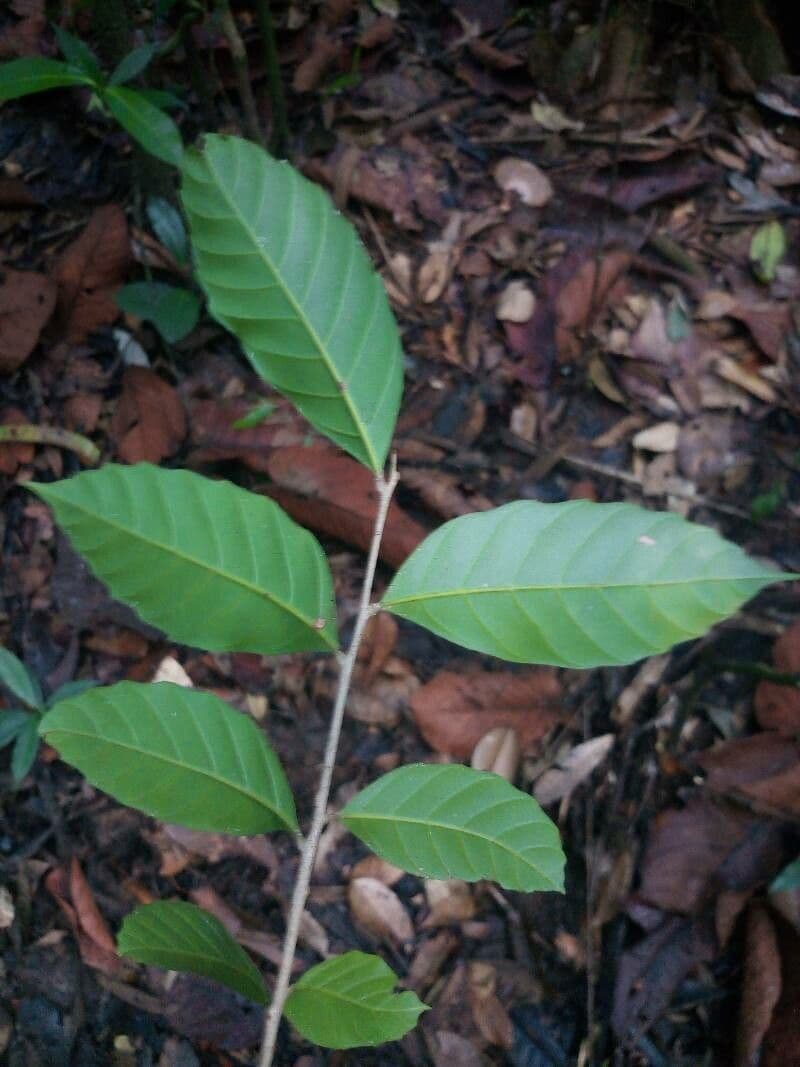 Cupania scrobiculata 7