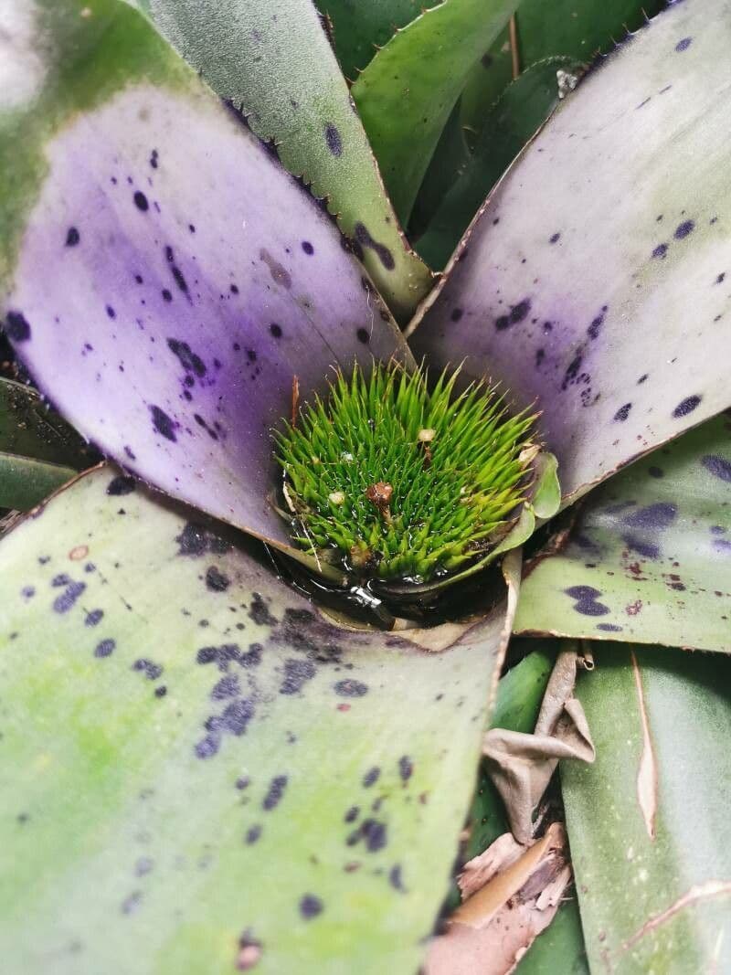 Neoregelia 2