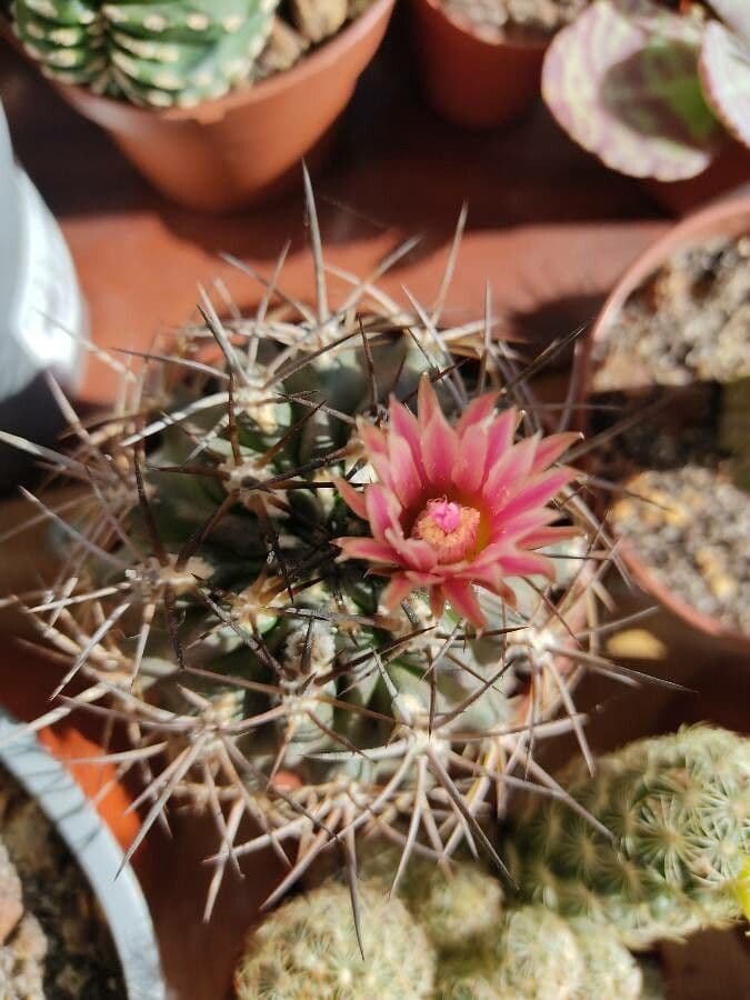 Eriosyce curvispina 3