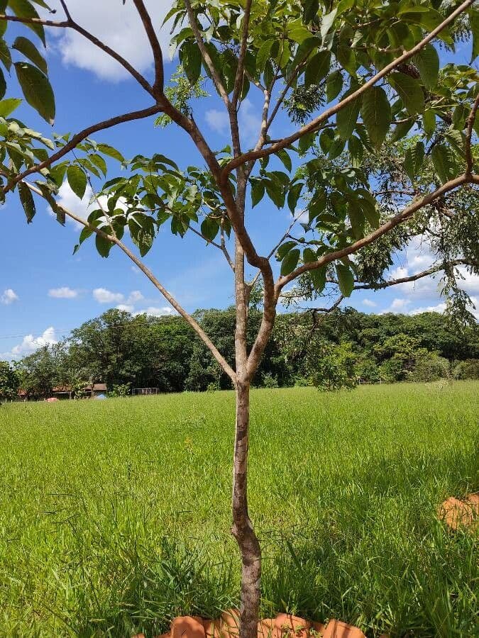 Magnolia acuminata 15