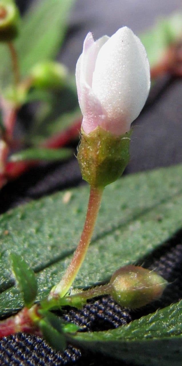 Centradenia
