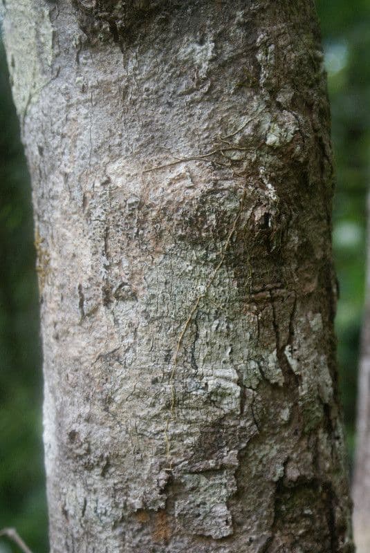 Syzygium 11
