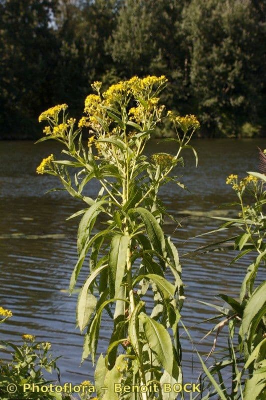 Senecio sarracenico 19