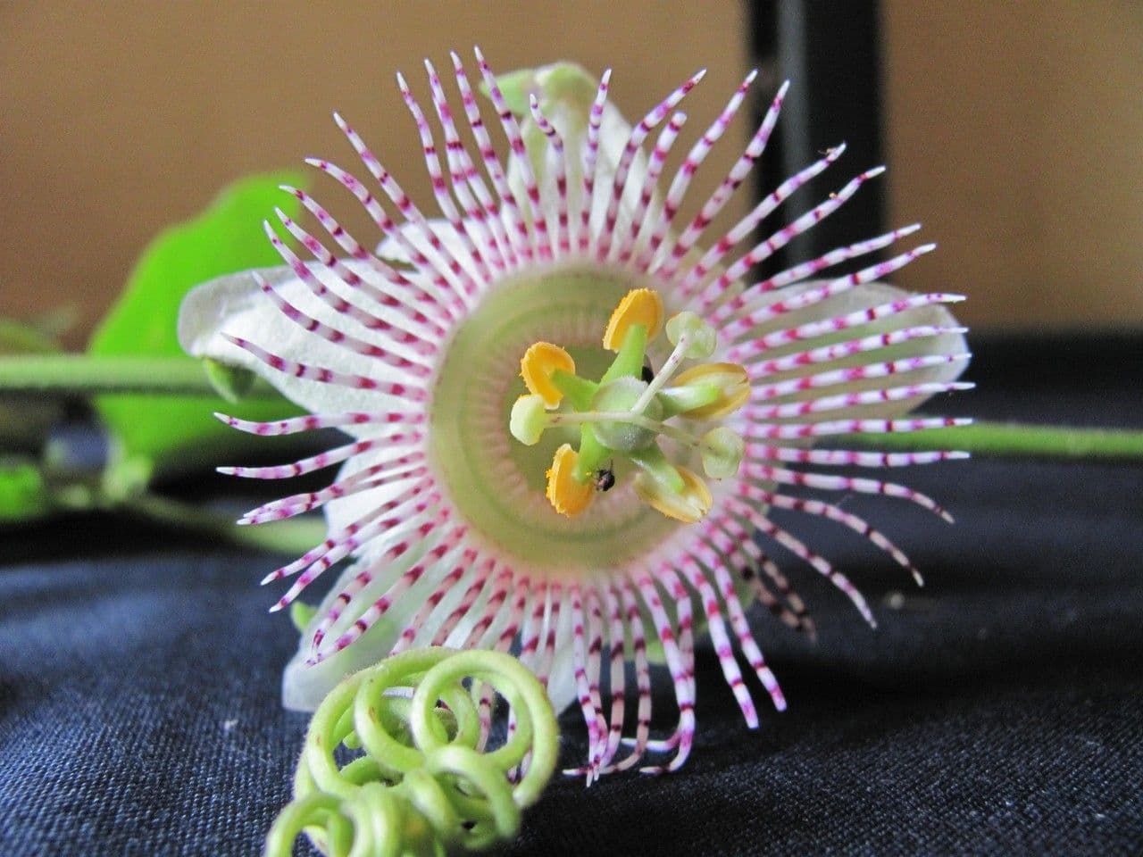 Passiflora 6