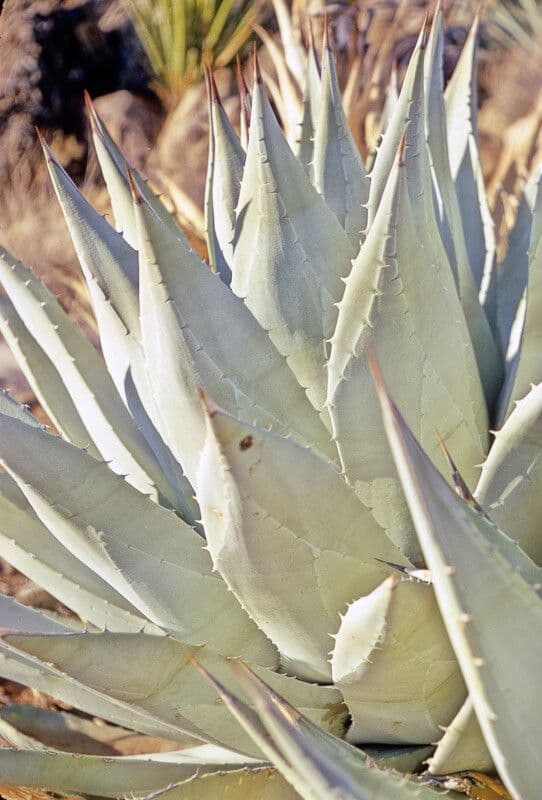 Wüsten-Agave 21