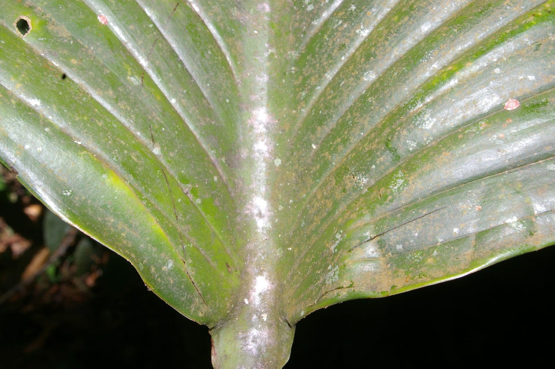 Monstera 4