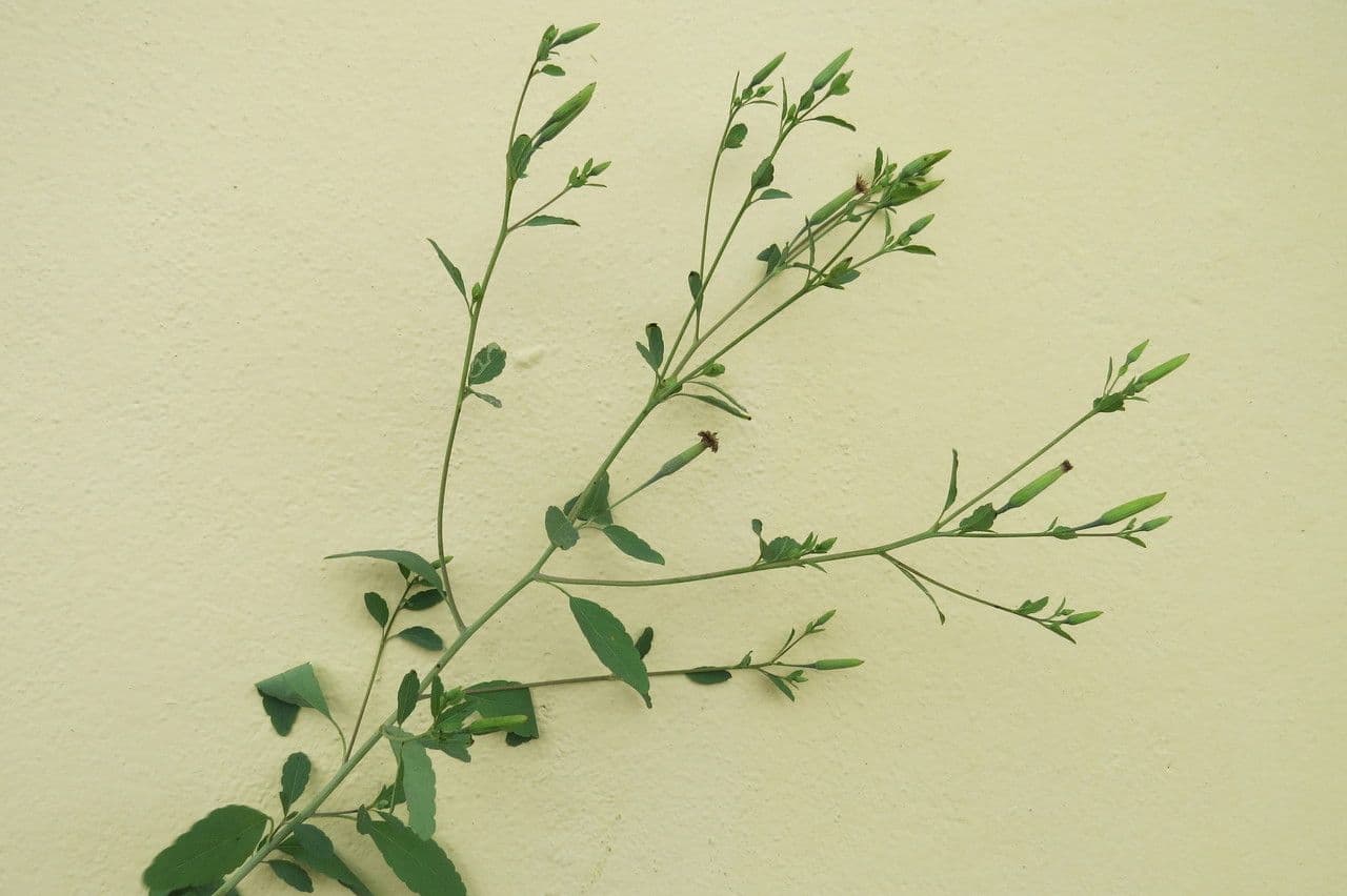 Cilantro de monte 14