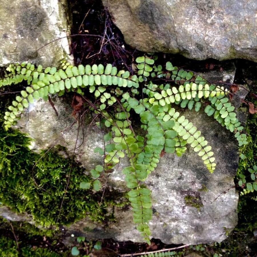 Erba rugginina 19