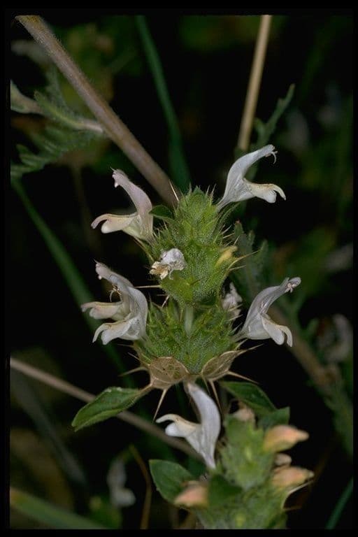 Acanthomintha 2