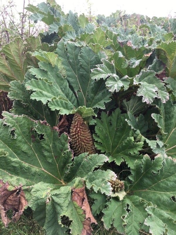 Gunnera tinctoria 9