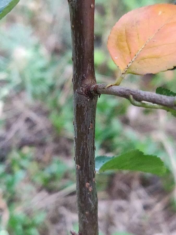 Aronia nera 22