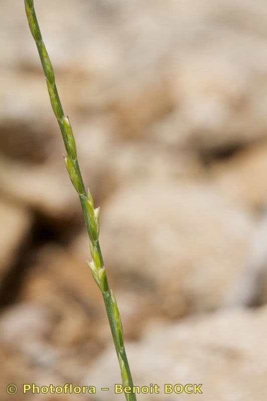 Festuca 8