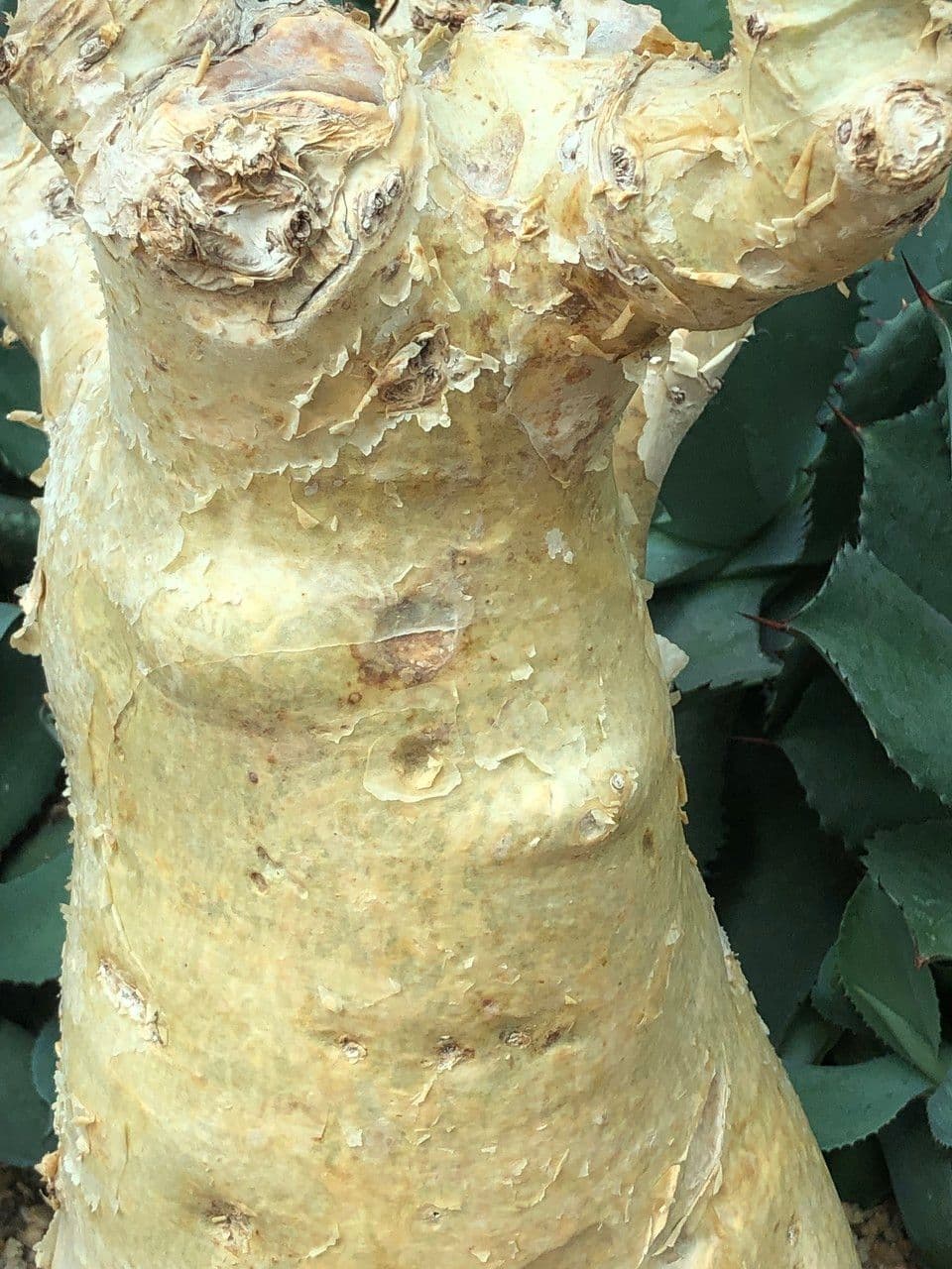 Cyphostemma 7
