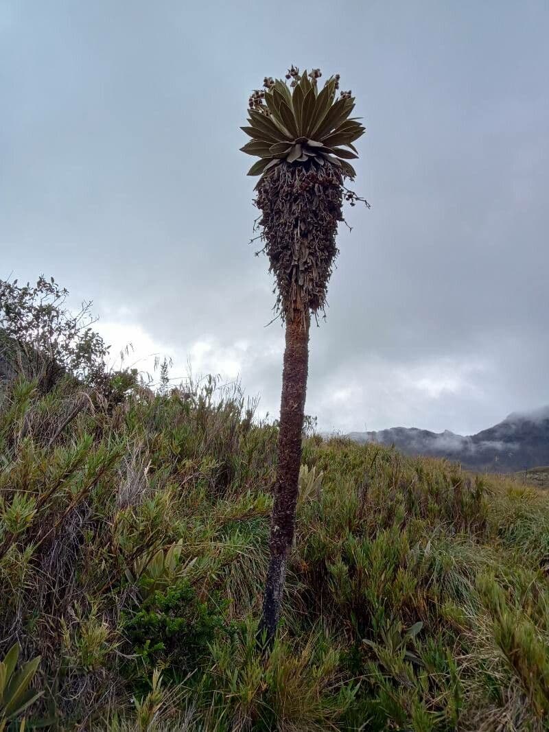 Espeletia 6