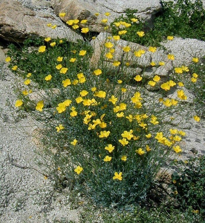 Parish-Mohn 3