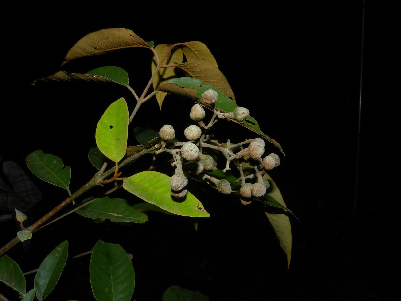 Vismia baccifera