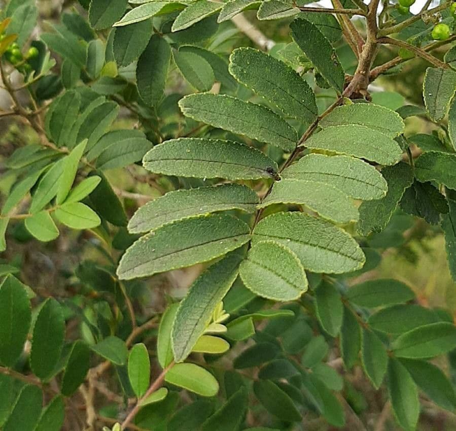 Pera glabrata 2